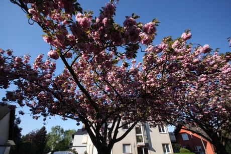 weiden