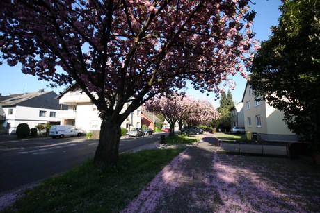 weiden