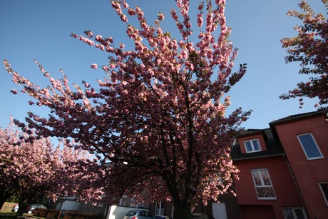 weiden