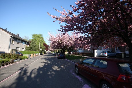 weiden