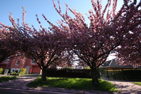 weiden