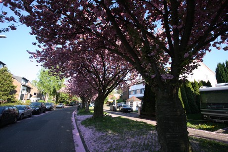 weiden