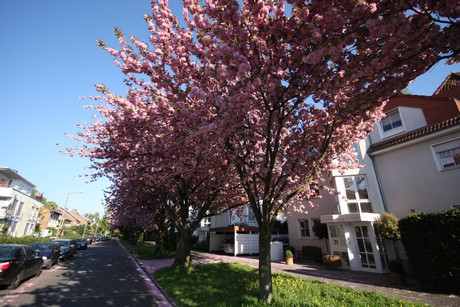 weiden