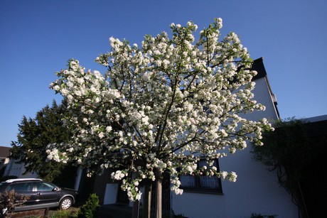 weiden