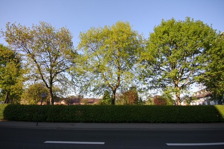 weiden