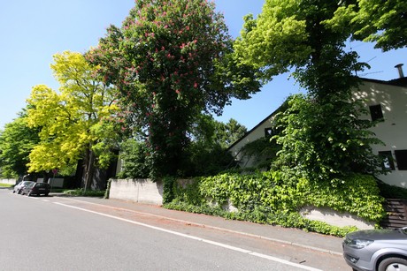 weiden