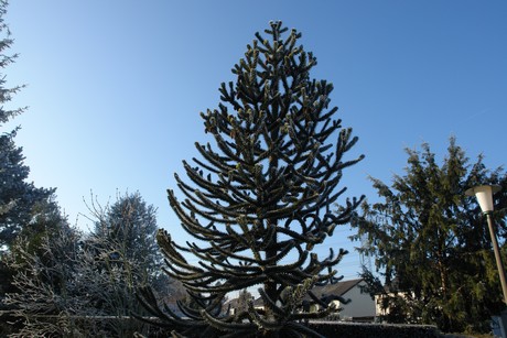 winter