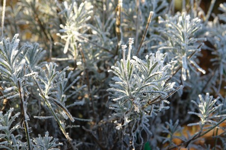 winter