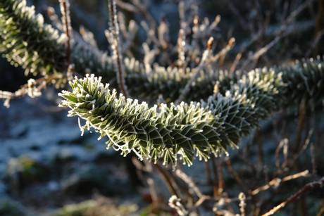 winter