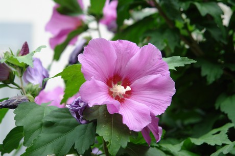 weidenpesch