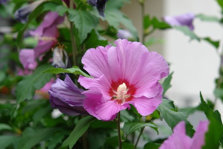 weidenpesch
