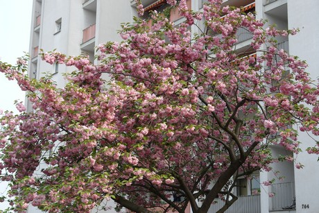 weidenpesch