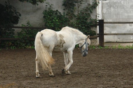 weiler