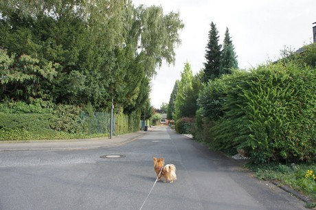 widdersdorf