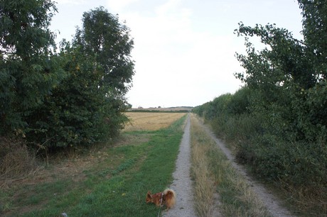 widdersdorf