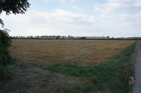 widdersdorf