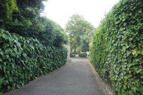 widdersdorf