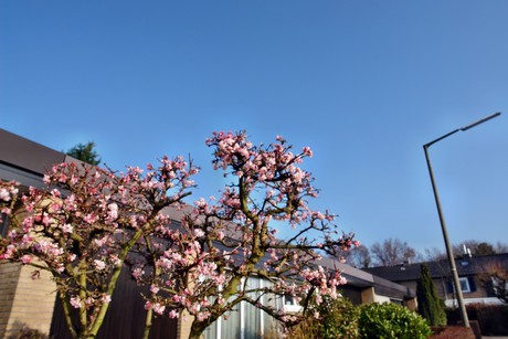 widdersdorf
