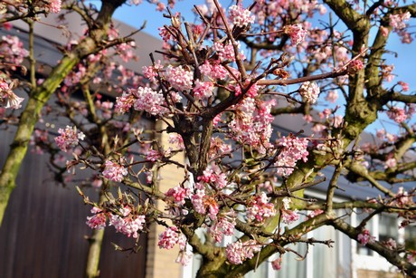 widdersdorf