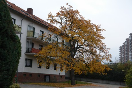 zollstock