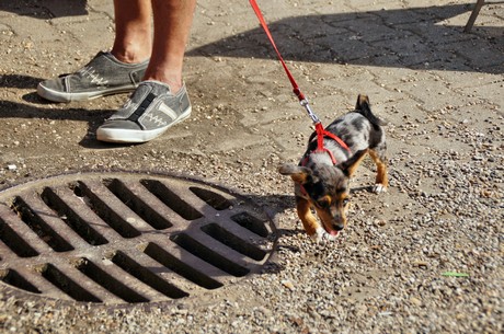 DogCologne