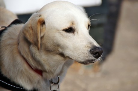 DogCologne