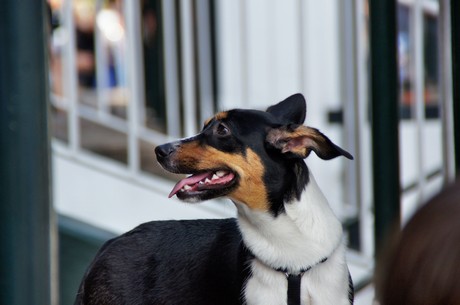 DogCologne