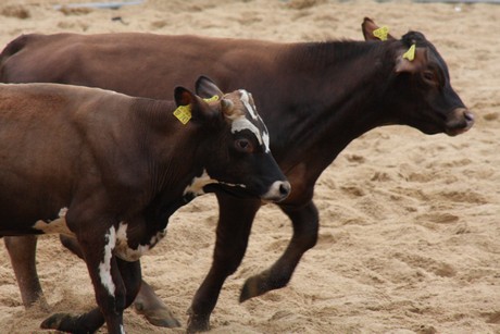 rodeo