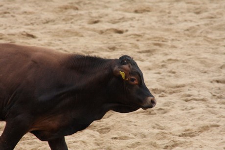 rodeo