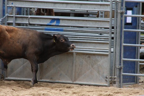 rodeo
