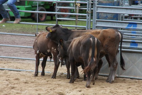 rodeo