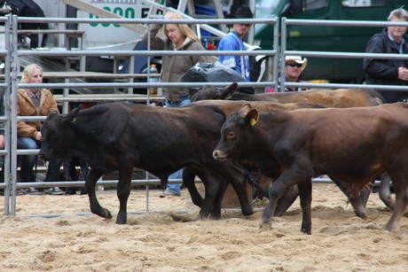 rodeo