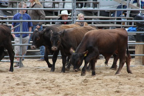 rodeo