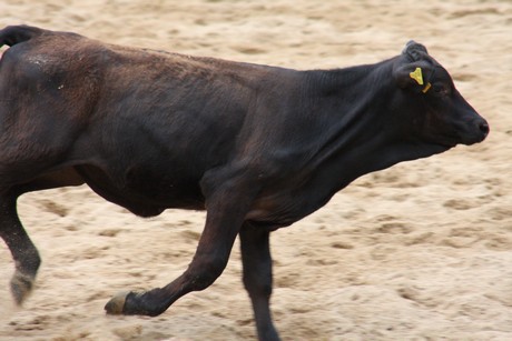 rodeo