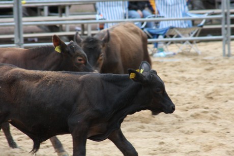 rodeo