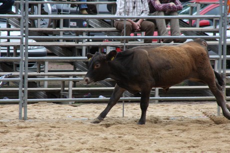 rodeo