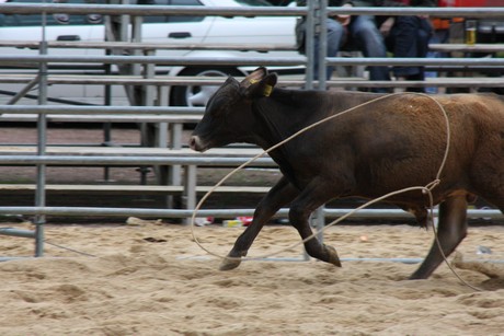 rodeo