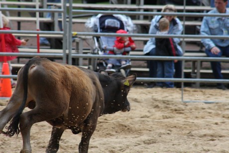 rodeo