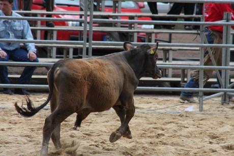 rodeo