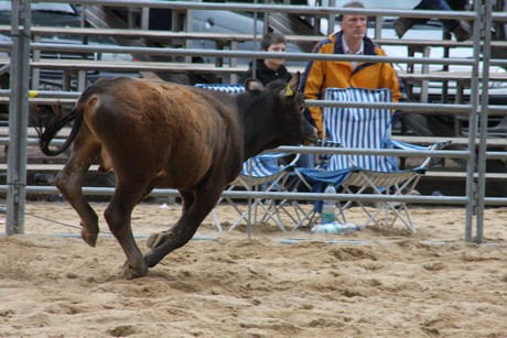 rodeo