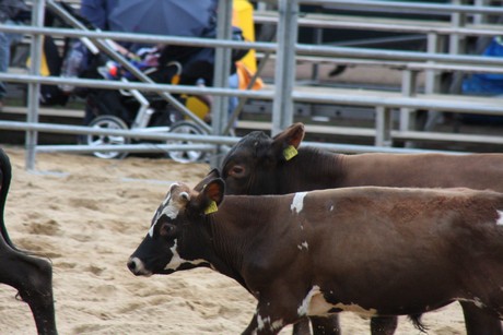 rodeo
