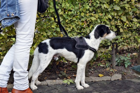 renntag