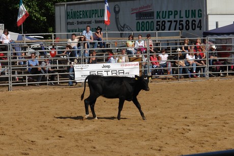 rodeo