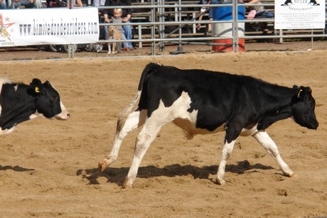 rodeo