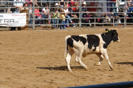 rodeo