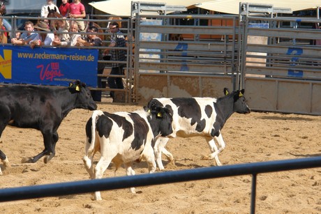 rodeo