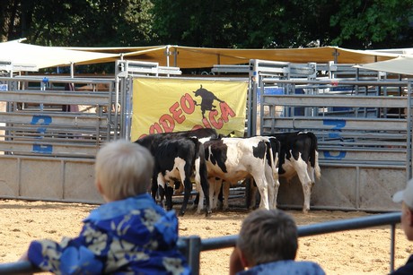 rodeo