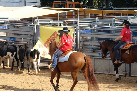 rodeo