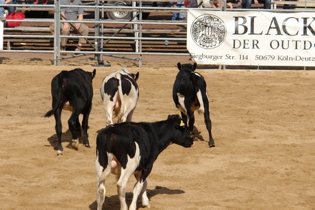 rodeo