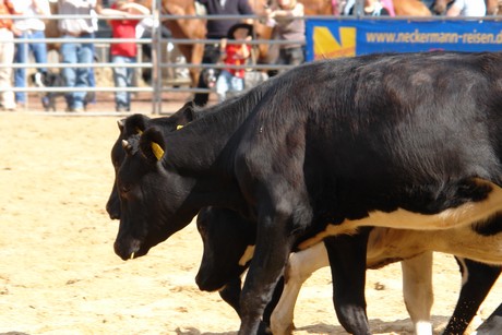 rodeo
